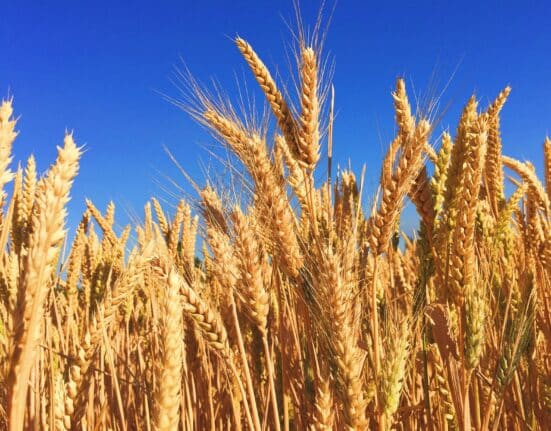 Explore the future of Crop Genomics as infrastructure becomes the key to competitive advantage in agricultural research.