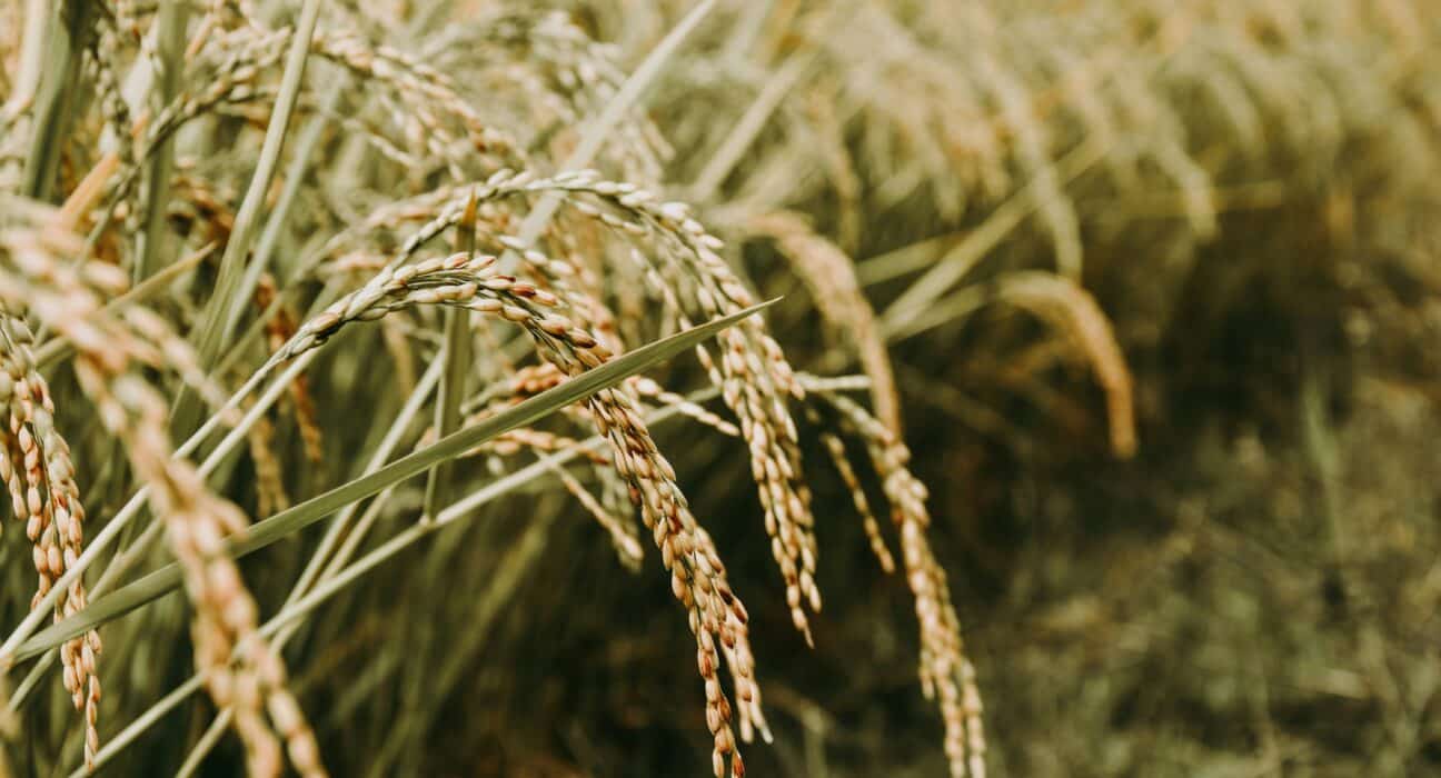 Explore how investment in crop genomics is shifting to staple crops like wheat and rice, impacting global food security.