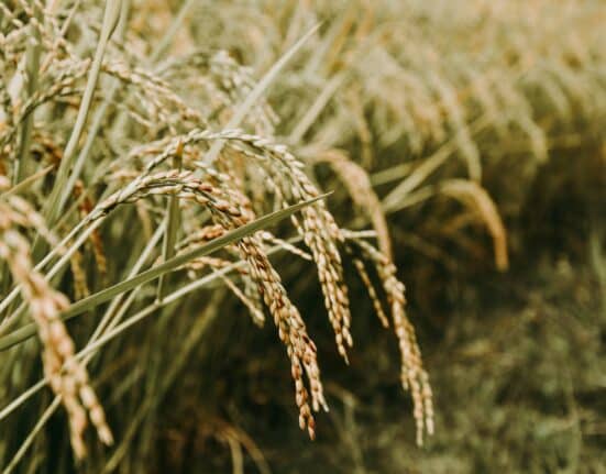 Explore how investment in crop genomics is shifting to staple crops like wheat and rice, impacting global food security.