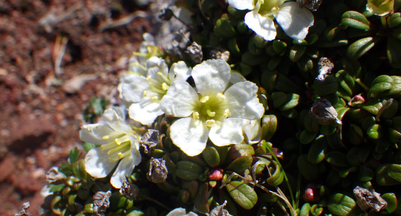 Tokyo University of Agriculture & Technology researchers developed a method to identify phenolic compounds from tiny alpine plant samples