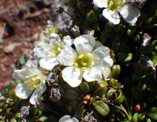 Tokyo University of Agriculture & Technology researchers developed a method to identify phenolic compounds from tiny alpine plant samples