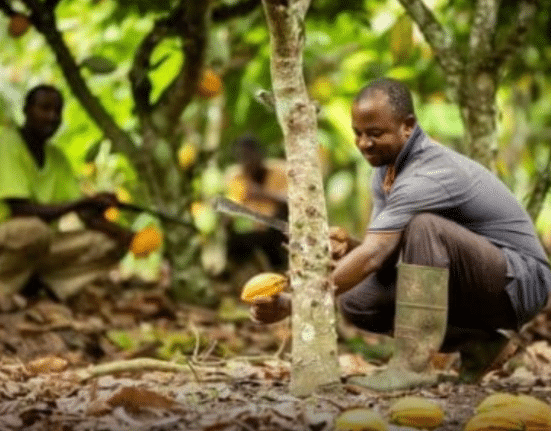 Dimitra CEO Jon Trask told iGrow News how AI, blockchain, and satellites are empowering smallholder farmers globally, noting that 2026 could be a "decisive year" for digital agriculture.