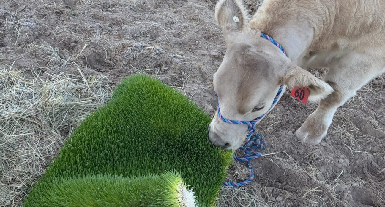 Explore how container farms improve food security in schools, connecting students to fresh produce and nutrition education.