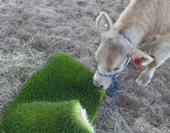 Explore how container farms improve food security in schools, connecting students to fresh produce and nutrition education.