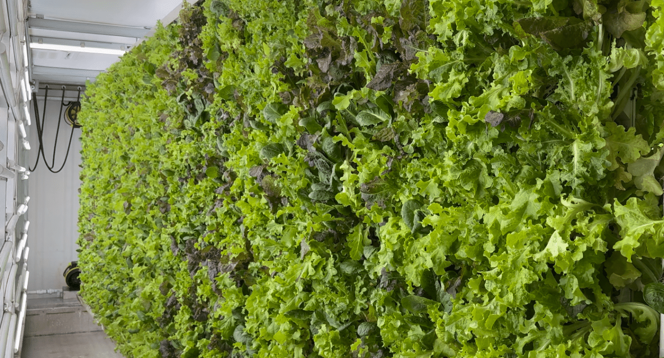 Explore the innovative hydroponic classroom container farm, where students engage in real-time agricultural education.