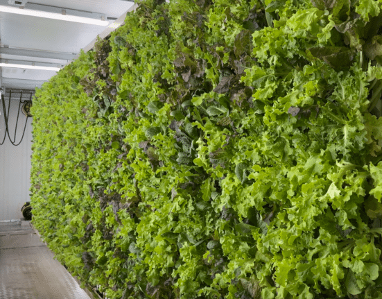 Explore the innovative hydroponic classroom container farm, where students engage in real-time agricultural education.