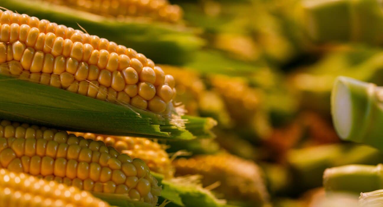 Agroicone partnered with researchers from universities in Brazil & the US to analyze corn ethanol expansion in Brazil.