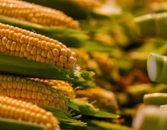 Agroicone partnered with researchers from universities in Brazil & the US to analyze corn ethanol expansion in Brazil.