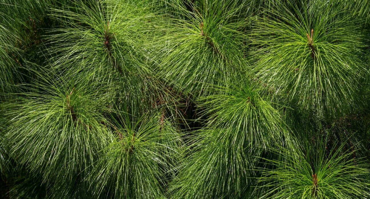The National Fish and Wildlife Foundation (NFWF) has announced $20 million in conservation grants to restore, enhance, and protect longleaf pine forests across nine southern states. The grants will leverage more than $18.6 million in matching contributions, generating a total conservation impact of $38.6 million.