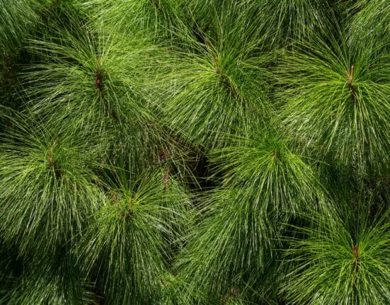 The National Fish and Wildlife Foundation (NFWF) has announced $20 million in conservation grants to restore, enhance, and protect longleaf pine forests across nine southern states. The grants will leverage more than $18.6 million in matching contributions, generating a total conservation impact of $38.6 million.