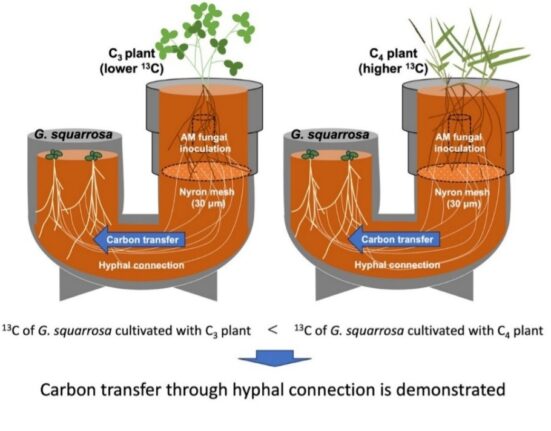 Researchers from Chiba & Kobe University found evidence that Gentiana squarrosa Ledeb., obtains carbon through underground fungal networks