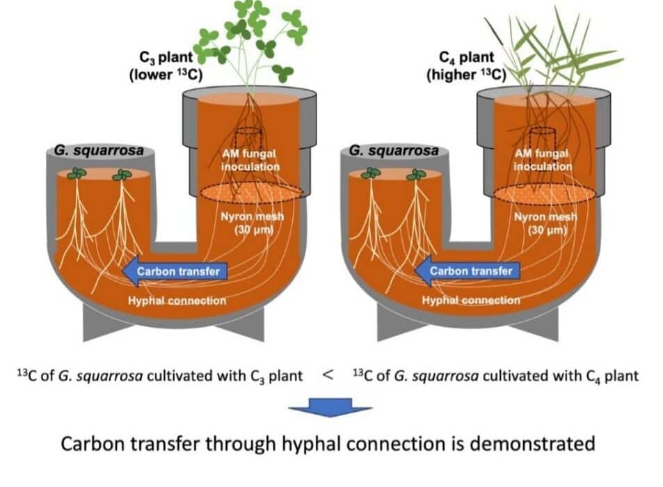 Researchers from Chiba & Kobe University found evidence that Gentiana squarrosa Ledeb., obtains carbon through underground fungal networks