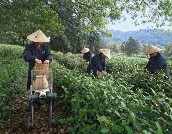 DEEP Robotics, in partnership with JD Logistics, has deployed quadruped and wheeled-legged robots at the Longwu Standardized Tea Plantation in Hangzhou, Zhejiang Province