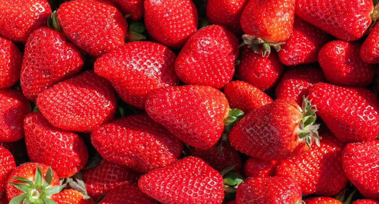 Indoor strawberry production eliminates soil contact entirely, removing the pathogen vector rather than managing it downstream.