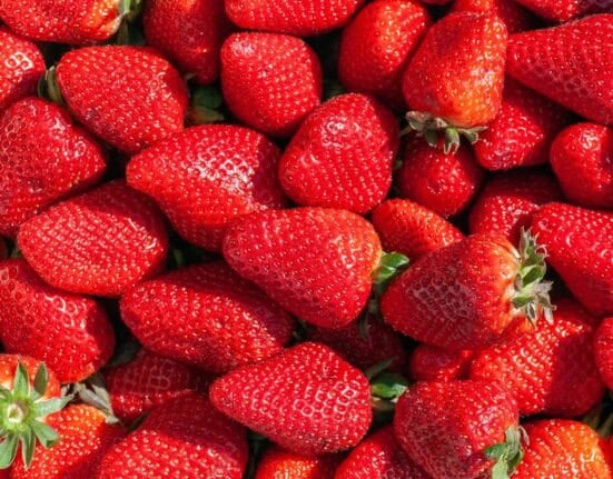 Indoor strawberry production eliminates soil contact entirely, removing the pathogen vector rather than managing it downstream.