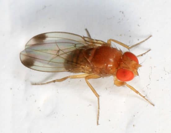 Hood College's Department of Biology has been awarded a $19,998 grant from the U.S. Department of Agriculture to investigate natural predators of the Spotted-Wing Drosophila, an invasive fly species that has become the most destructive insect pest affecting soft fruit production in the United States. The research is led by Assistant Professor of Biology Chia-Hue Lue, Ph.D., and will be conducted with the direct involvement of Hood College students.