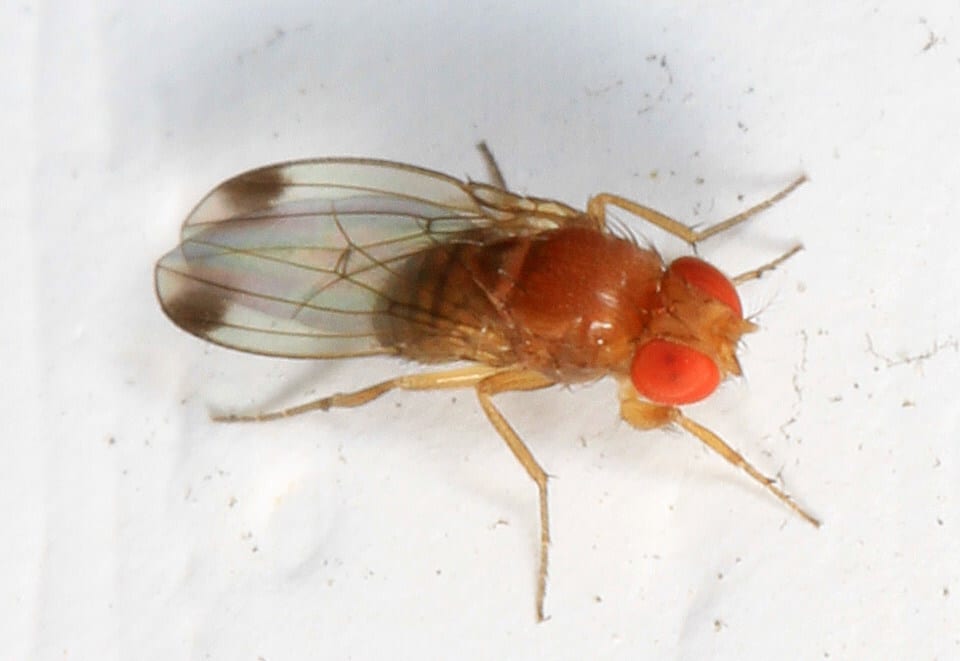 Hood College Receives USDA Grant to Research Natural Predators of Invasive Berry Pest