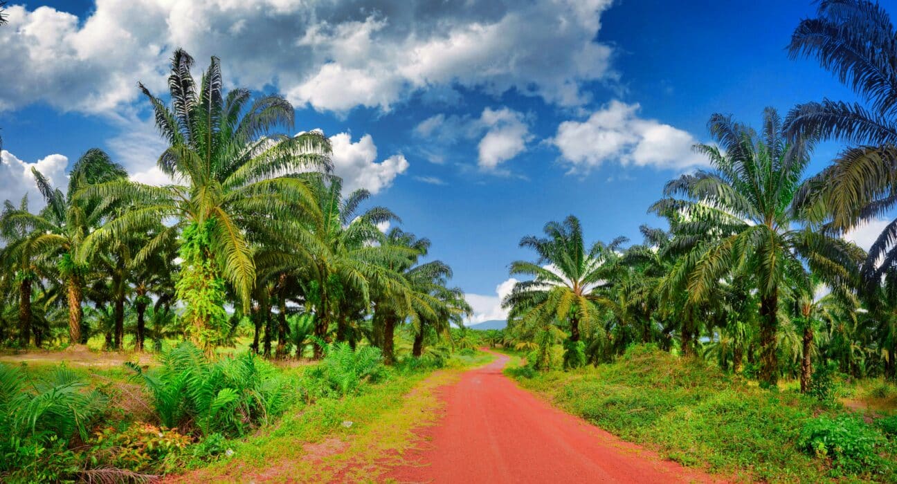 In a written interview with iGrow News, Malaysian Palm Oil Council (MPOC) outlined the yield gap at the centre of the debate