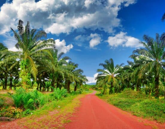 In a written interview with iGrow News, Malaysian Palm Oil Council (MPOC) outlined the yield gap at the centre of the debate