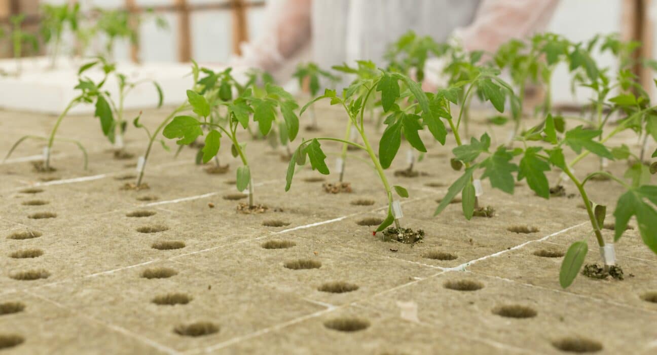 Ask most greenhouse growers how they built out their facility and the answer follows a familiar pattern: one company for construction, a different one for climate control, another for irrigation and water management, a specialist for lighting, and a software provider somewhere in the mix. The result is the opposite of integrated greenhouse growing systems — each vendor delivered their component, but no one was responsible for how the pieces fit together. The grower absorbed that cost themselves: in time, in troubleshooting, and in the gaps between systems that were never designed to speak to each other.