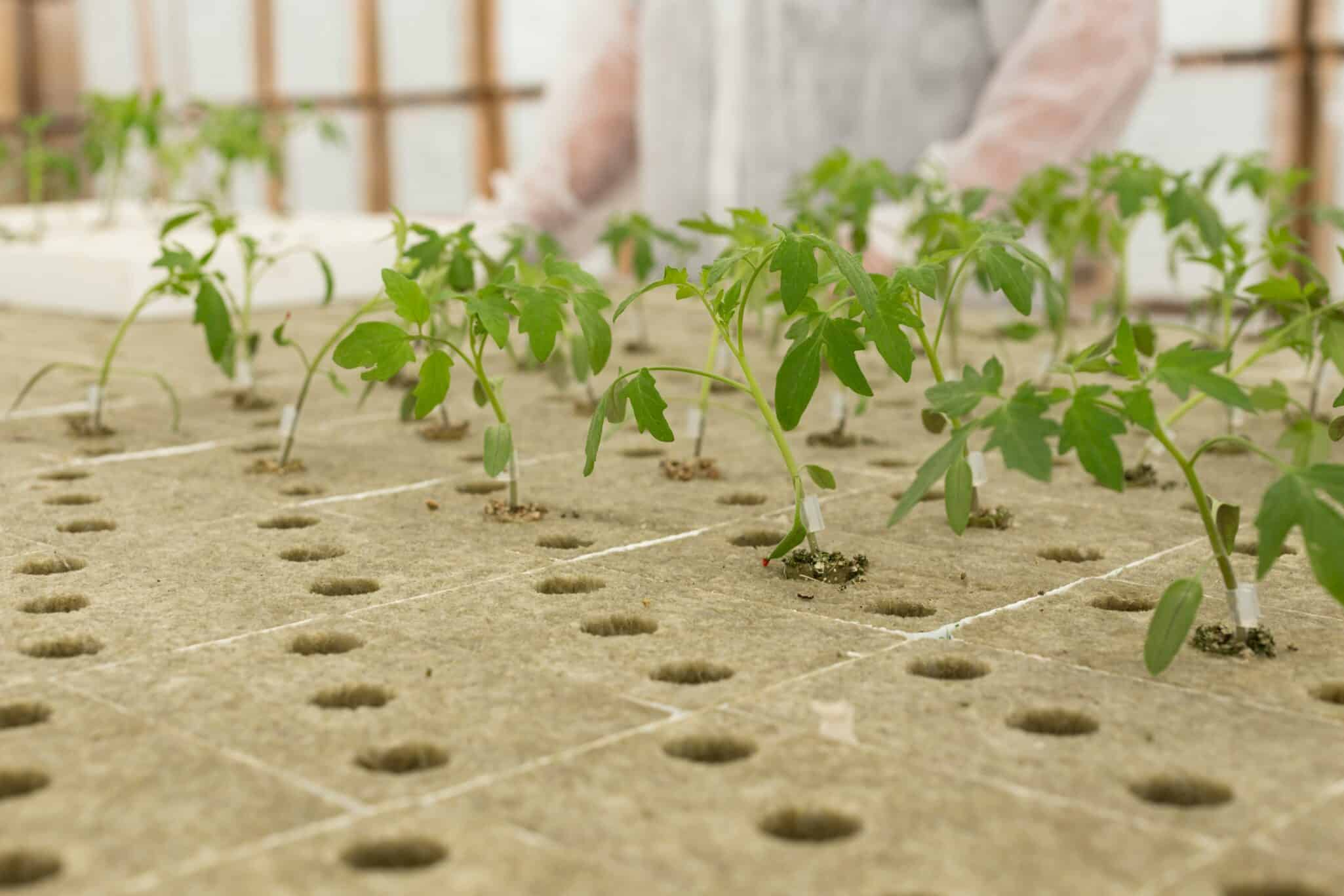 Why Integrated Greenhouse Growing Systems Outperform Standalone Operations