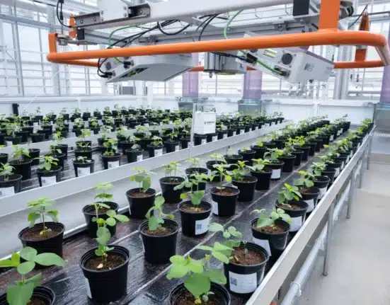 The Netherlands Plant Eco-phenotyping Centre (NPEC) has been awarded funding through the NWO Large-Scale Research Infrastructure Upgrade call to carry out a major five-year upgrade of its national plant phenotyping facility. The upgrade is intended to expand and modernize NPEC's capabilities, strengthening research into how plants grow and respond to their environment, with relevance to food security, climate resilience and biodiversity.