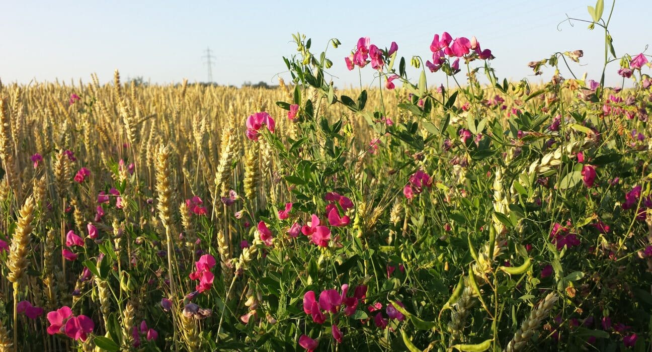 Aardaia raised €5M to develop crops from wild plant species, led by Point Nine with participation from FoodLabs, Astanor & Grey Silo Ventures