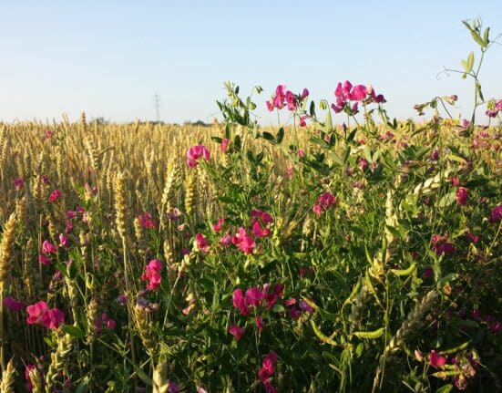 Aardaia raised €5M to develop crops from wild plant species, led by Point Nine with participation from FoodLabs, Astanor & Grey Silo Ventures