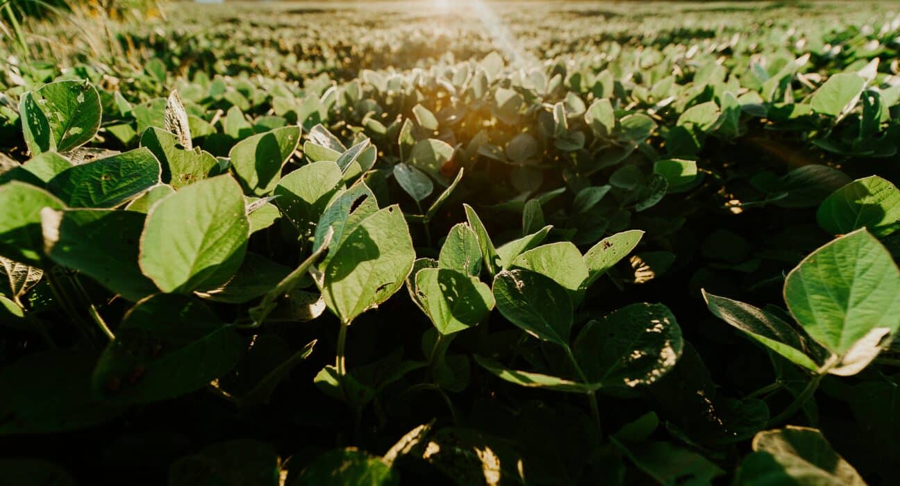 Research published in the journal Weed Technology found early-planted soybean fields nearly always outyielded mid- to late-planted fields