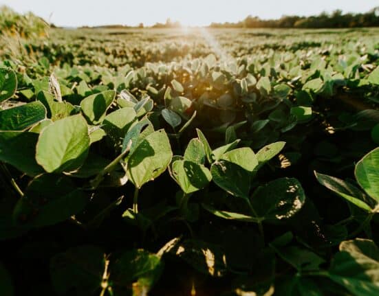 Research published in the journal Weed Technology found early-planted soybean fields nearly always outyielded mid- to late-planted fields