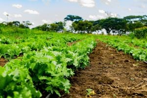 Explore the future of agricultural input in 2025, focusing on durability, risk mitigation, and optimized crop protection.